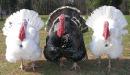 Name:  Turkeys.jpg
Views: 88
Size:  3.4 KB